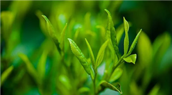 2021年中國茶園種植采摘面積分析：云南采摘面積604.65萬畝
