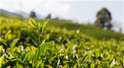 2021年中国茶产业发展趋势预测分析：茶企持续发力