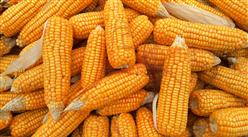 2021年5月8日全国各地最新玉米价格行情走势分析