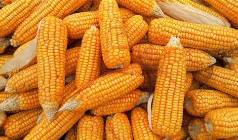 2021年5月10日全国各地最新玉米价格行情走势分析