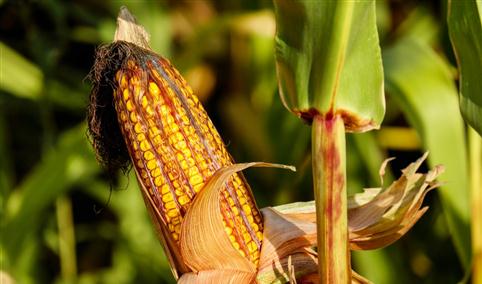 2021年5月17日全国各地最新玉米价格行情走势分析