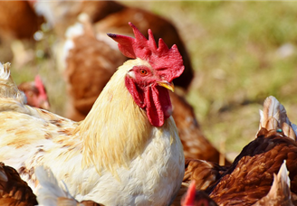 2022年中国畜牧业产业链上中下游市场剖析（附产业链全景图）