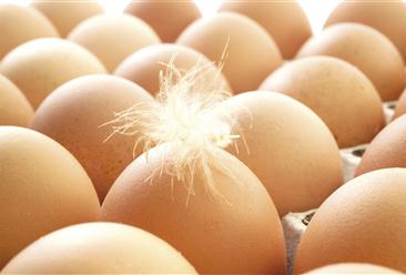2021年中国鸡蛋行业运行情况分析：价格同比高于去年（图）