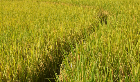 2021年度中国早稻产量及种植面积统计分析