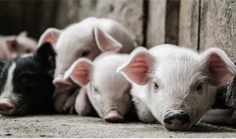 德国机械化杀猪！2021年1-8月中国生猪屠宰量达1.5亿（图）