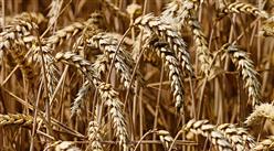 2021年9月小麦市场供需及价格走势预测分析：国内外小麦价格上涨