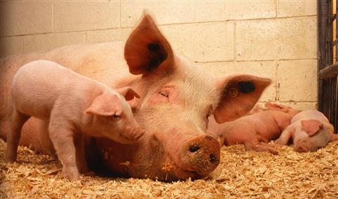 猪肉收储力度加大   2021年8月中国猪肉市场发展现状分析（图）