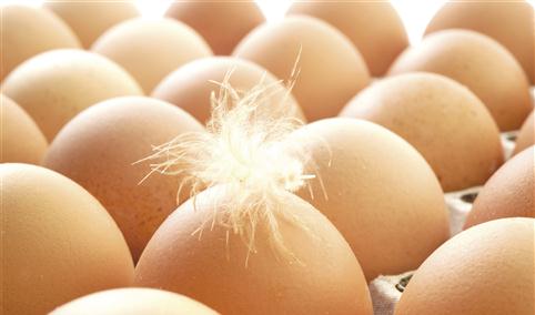 2021年10月禽蛋市场供需及价格走势预测分析：鸡蛋价格继续小幅上涨