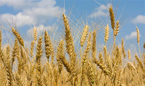 2021年1-10月中国小麦进口数据统计分析