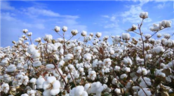 2021年1-10月中國棉花進口數據統計分析