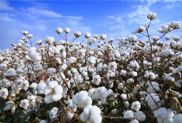 2021年1-10月中国棉花进口数据统计分析