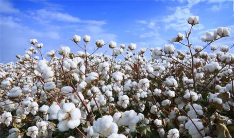 2021年1-10月中国棉花进口数据统计分析