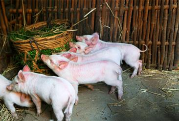 2021年中国生猪养殖行业运行情况及行业特性分析（图）