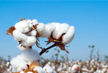 2021年1-11月中国棉花进口数据统计分析