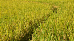 2021年度中国稻谷产量及种植面积统计分析