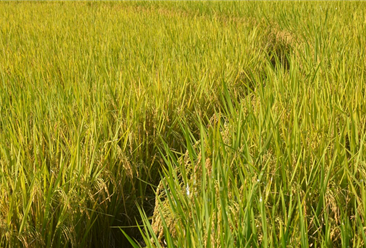 2021年度中国稻谷产量及种植面积统计分析