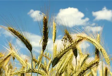 2021年度中国小麦进口数据统计分析