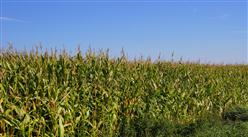 2022年中国玉米深加工市场规模及细分产品分析（图）