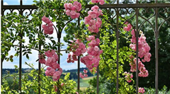 甘肅玫瑰種植企業(yè)最多   2022年中國(guó)玫瑰花種植區(qū)域分布分析（圖）