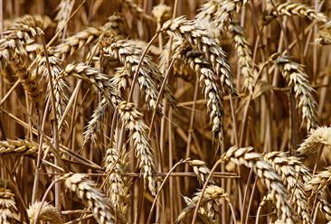 2022年11月小麦市场供需及价格走势预测分析：国内小麦价格上涨（图）