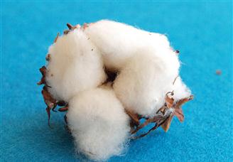 2025年6月棉花市场供需及价格走势分析：国内棉价小幅上涨，国际棉价持平略涨（图）