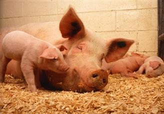 2025年5月猪肉市场供需及价格走势分析：猪肉价格稳中微跌（图）