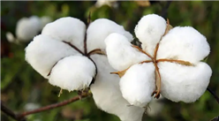 2022年1-2月中国棉花进口数据统计分析
