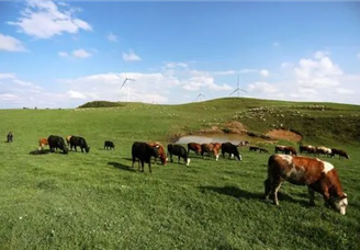 【碳中和专题】畜牧业碳排放高 碳中和背景下畜牧业低碳转型方向在哪？（图）