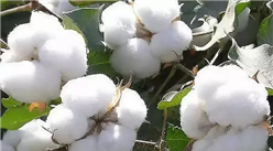 2022年1-3月中國棉花進口數據統計分析