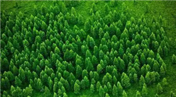 【碳中和专题】林业碳汇助力碳中和 低碳背景下林业发展前景分析（图）