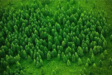 【碳中和专题】林业碳汇助力碳中和 低碳背景下林业发展前景分析（图）