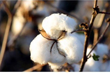 2022年1-4月中国棉花进口数据统计分析
