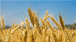 2022年1-5月中国小麦进口数据统计分析