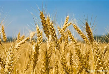 2022年1-5月中国小麦进口数据统计分析