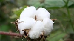 2022年1-5月中國棉花進口數據統計分析