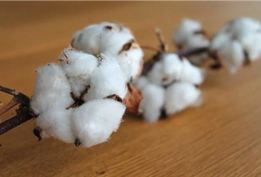2022年1-7月中国棉花进口数据统计分析