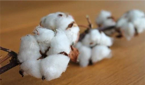 2022年1-7月中国棉花进口数据统计分析