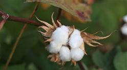 2022年1-9月中国棉花进口数据统计分析