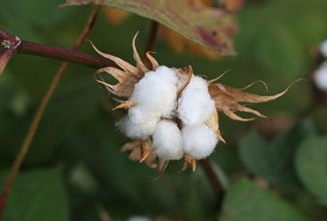 2022年1-9月中國棉花進口數據統計分析