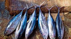 2023年1-3月中国冻鱼进口数据统计分析：进口量50万吨
