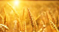2023年1-6月中国小麦进口数据统计分析：进口量同比增长超六成