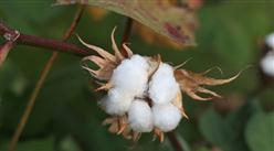 2023年1-8月中國棉花進口數據統計分析：進口量86萬噸
