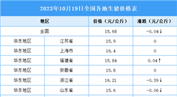 2023年10月20日全國各地最新生豬價格行情走勢分析