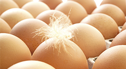 2021年4月3日吉林省鲜鸡蛋批发价格行情