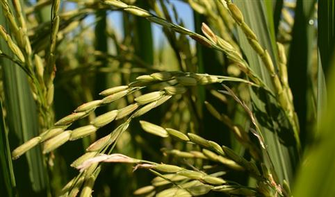 2019年8月稻米市场供需形势分析：国内稻米价格涨跌互现
