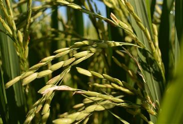 2020年12月稻米市场供需形势分析：预计国内稻米价格平稳运行