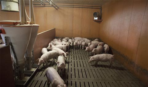 贵州兴义市生猪养殖项目招商