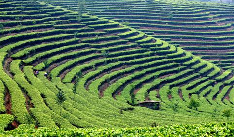 黔西南州贞丰县高标准茶叶加工种植项目招商