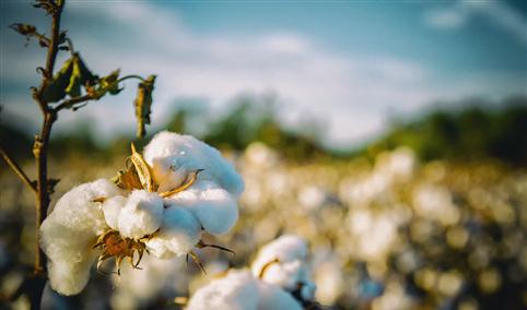 2022年中国棉花行业市场前景及投资研究报告（简版）