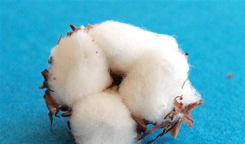 2021年8月棉花市场供需及价格走势预测分析：国内外棉价持续上涨